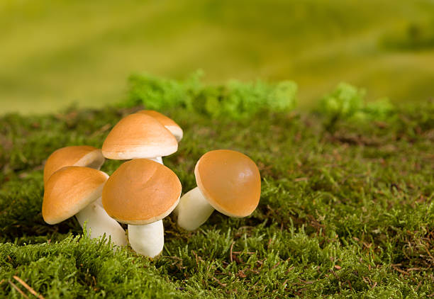 istock Brown mushrooms fairytale scene 590593070