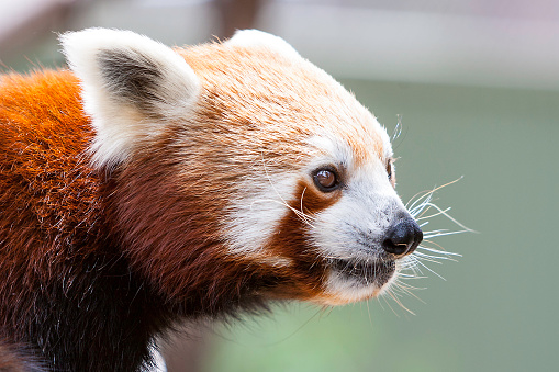 Close-up view of a cute red panda (Ailurus fulgens) watching intently.  Horizontal.