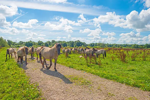 Horses in wetland in summer