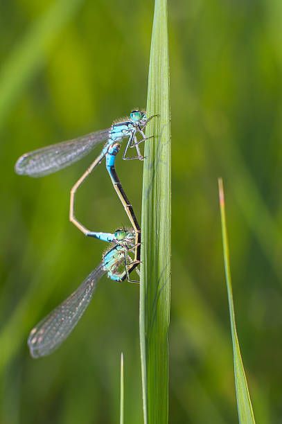 istock Dragonfly, damsel of twig, macro green background 590593688