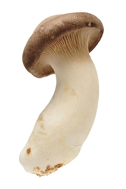 istock King oyster mushroom Pleurotus eryngii 590594522