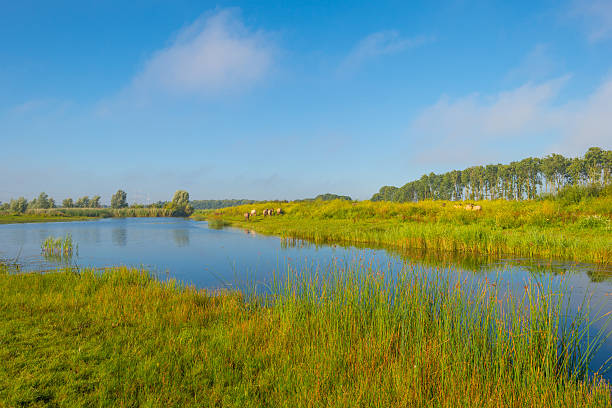 istock Horses in wetland in summer 590594618