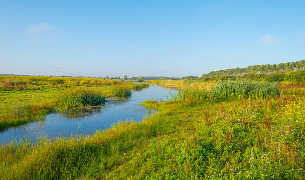 istock Shore of a lake in summer morning 590595164
