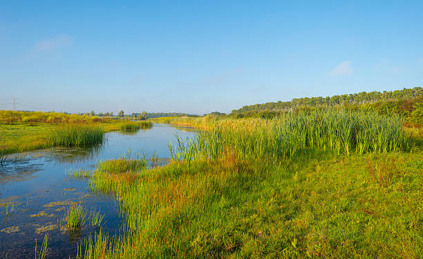 istock Shore of a lake in summer morning 590595208
