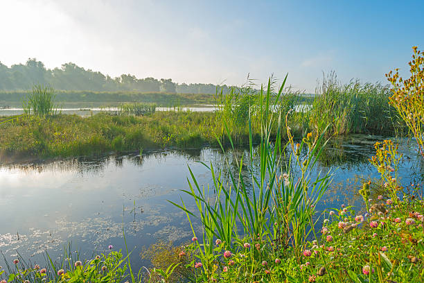 istock Shore of a lake in summer morning 590595330