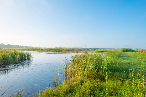 istock Shore of a lake in summer morning 590595576
