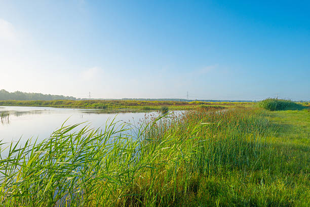 istock Shore of a lake in summer morning 590595676