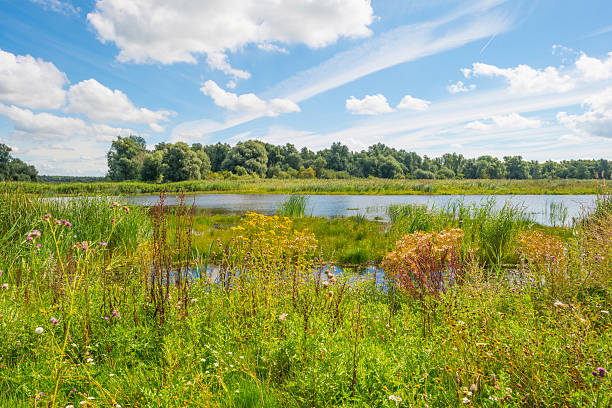istock Shore of a lake in summer morning 590595838