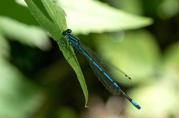 istock Dragonfly, damsel of twig, macro green background 590596124