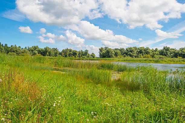 istock Shore of a lake in summer morning 590596234