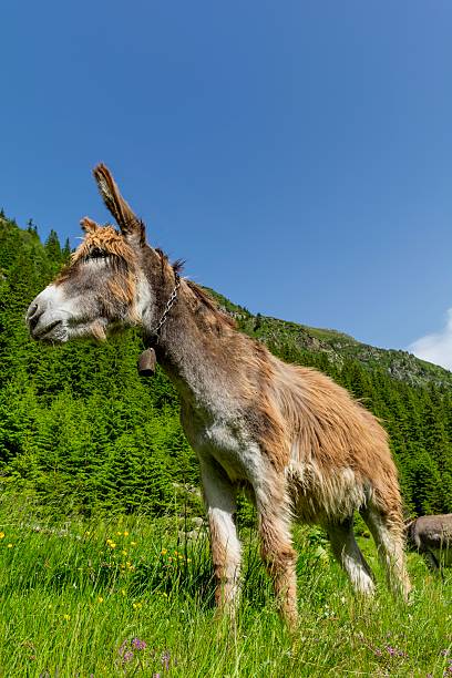 istock Funny brown donkey on the summer mountain pasture 590596568
