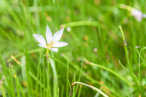 istock White lily flowers in garden. 590597848