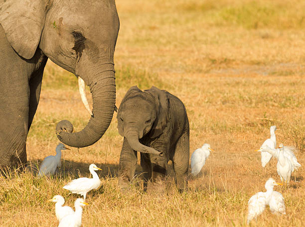 istock Mother and baby elephants 590597932