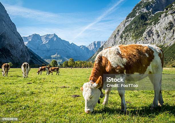 Karwendel Mountains Stock Photo - Download Image Now - Cow, Meadow, Pasture