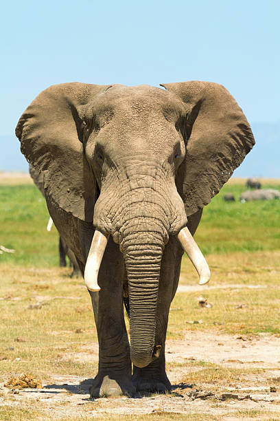 istock Elephant portrait in Kenya 590598140