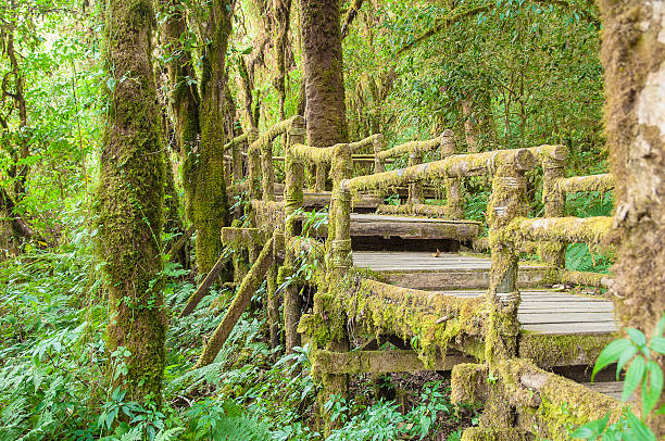 istock Wooden bridge covered with lush green moss 590599824