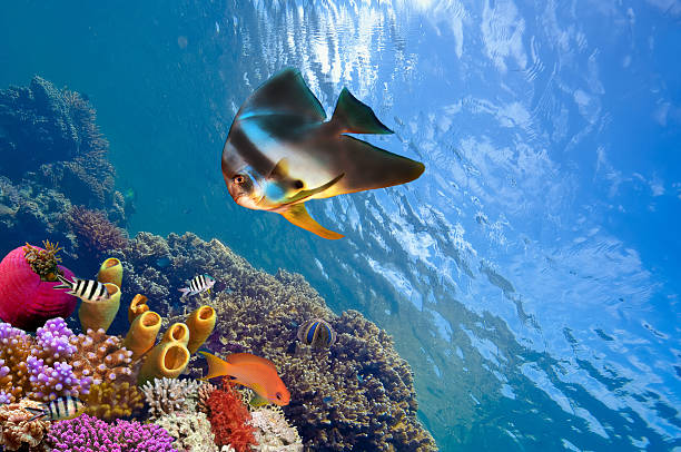istock Spadefish and ocean in the Red Sea. 590600454