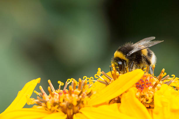 istock Bumble bee on yellow flower 590600750