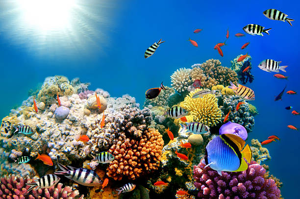 istock Bright paints of coral reeves 590600856