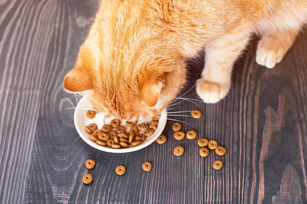 istock Red cat eating dry food from a plate, sitting on 590600912