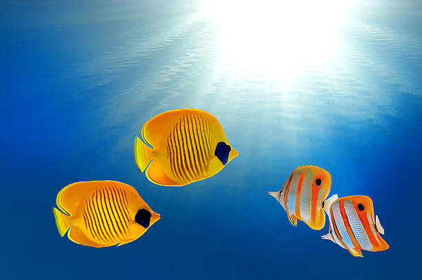 istock Masked butterflyfish and Copperband butterflyfish 590600972