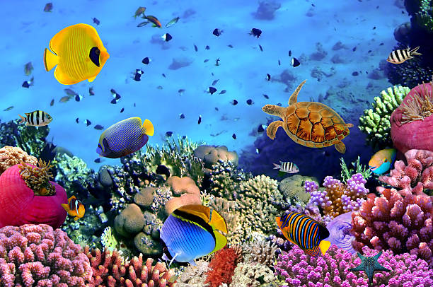 istock Photo of a coral colony 590601068