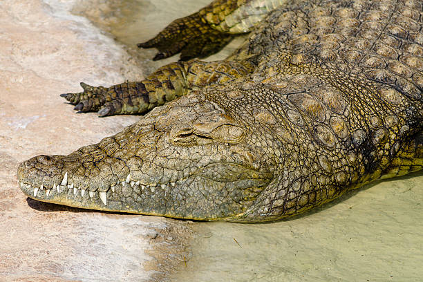istock The alligator resting in the hot sun 590601178
