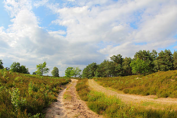 brezo de schwindebeck en el brezo de lüneburg - sandweg fotografías e imágenes de stock