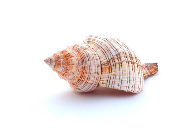 istock Beautiful seashell on the white background. 590602250