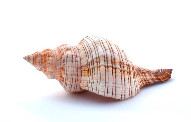 istock Beautiful seashell on the white background. 590602258