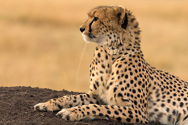 istock Male cheetah in Masai Mara 590602912