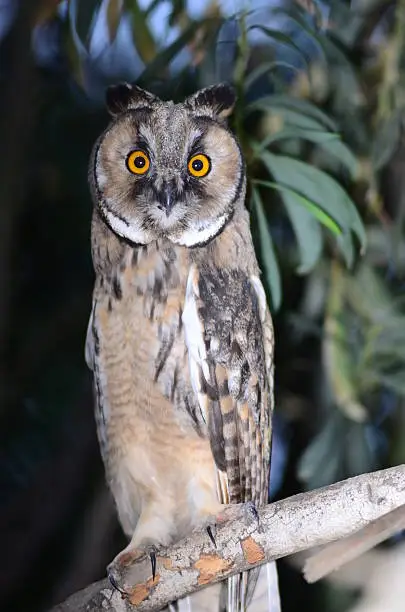 A  young Long-eared Owl rests on a branch, with body facingslightly to the left and head rotated directly towards the camera