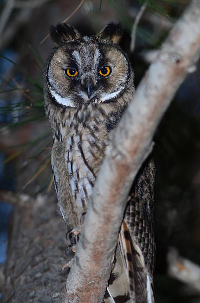 istock Long-eared owl partly partly hidden by branch its standing on 590603252