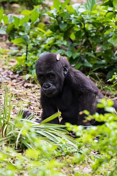 Baby Gorilla stock photo