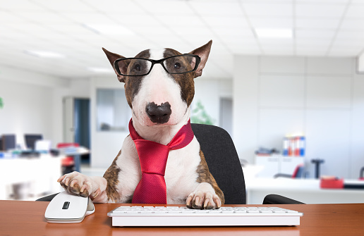 Business dog using his computer in the office