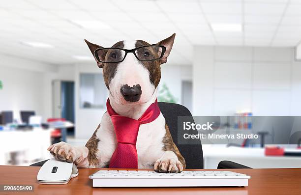 Business Dog At Work Stock Photo - Download Image Now - Dog, Office, Business