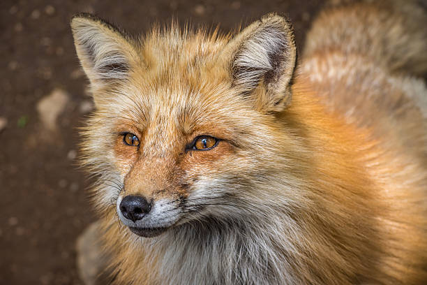istock the curious fox watching the photographer 590605866