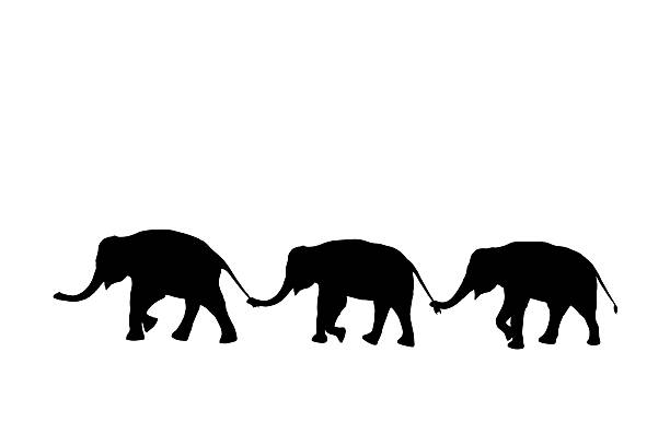 silhouette elephants relationship with use trunk hold family tail walking together isolated on white background
