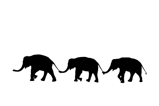 silhouette elephants relationship with use trunk hold family tail walking together isolated on white background