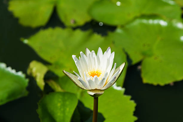 istock white water lily on the pond 590606170