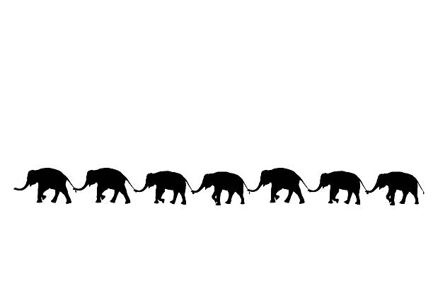 silhouette elephants relationship with use trunk hold family tail walking together isolated on white background