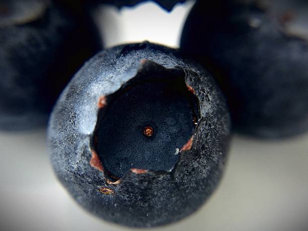 Isolated blueberry