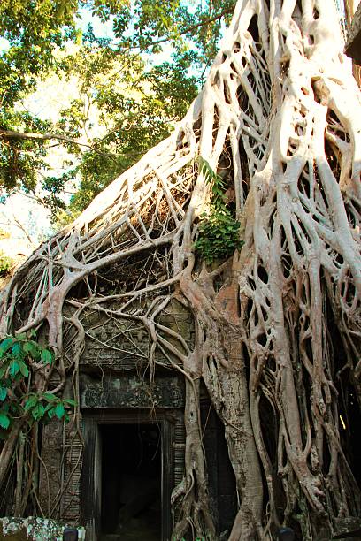 Ta Prohm temple, Cambodia stock photo