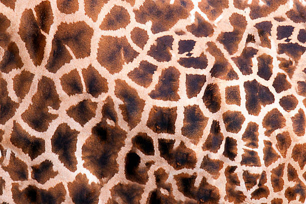istock Close-up giraffe Fur Stock Photos 590608294