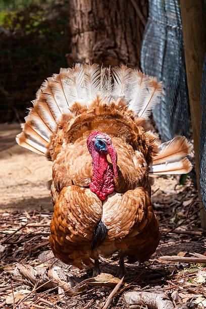 istock Male turkey with a face only its mother could love 590608656