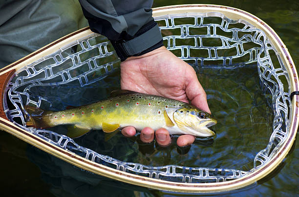 istock Fly fisherman holding brown trout 590608728