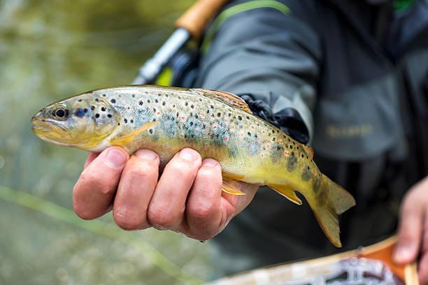 istock Fly fisherman holding brown trout 590609162