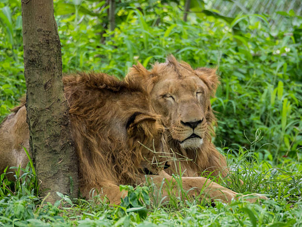 istock Male and Female Lions 590610924