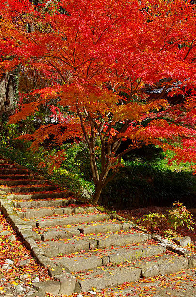 istock momiji and stone steps 590611856