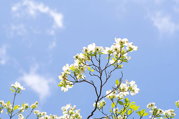 istock Dogwood flower 590612184